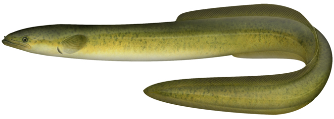LONG FINNED EEL