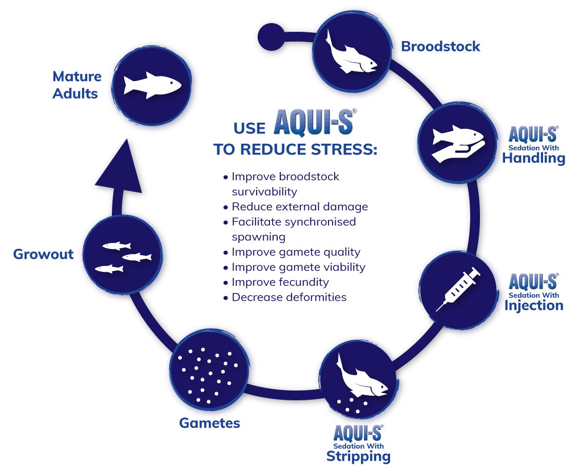 AQUI-S Broodstock flow diagram 3.2