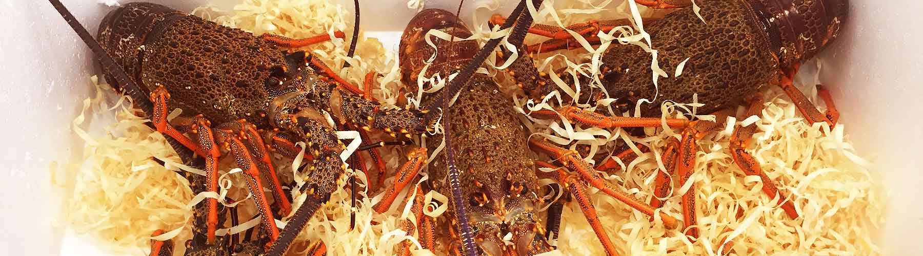 Crustacean Transport