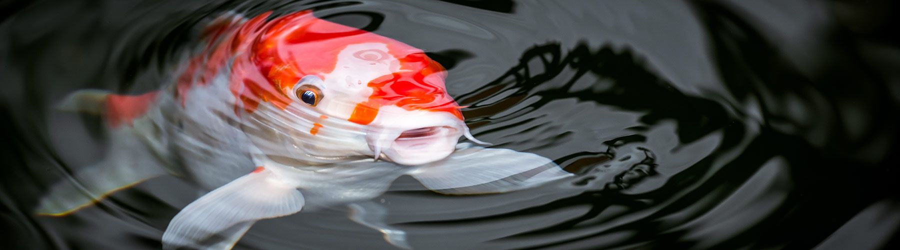 Ornamentals & Aquariums