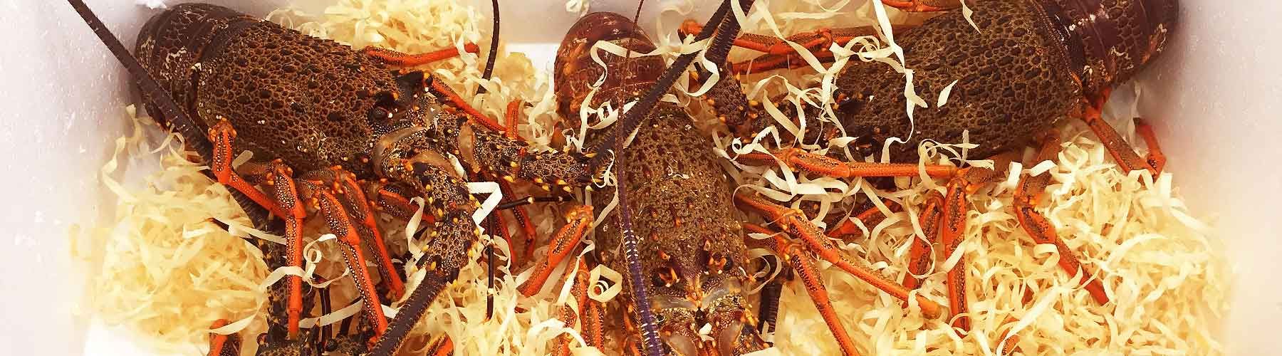 Crustacean Transport